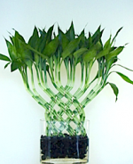 18 Cane Trellis .png